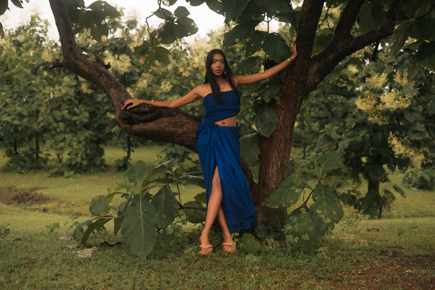 Regal-Sapphire Sari in Silk